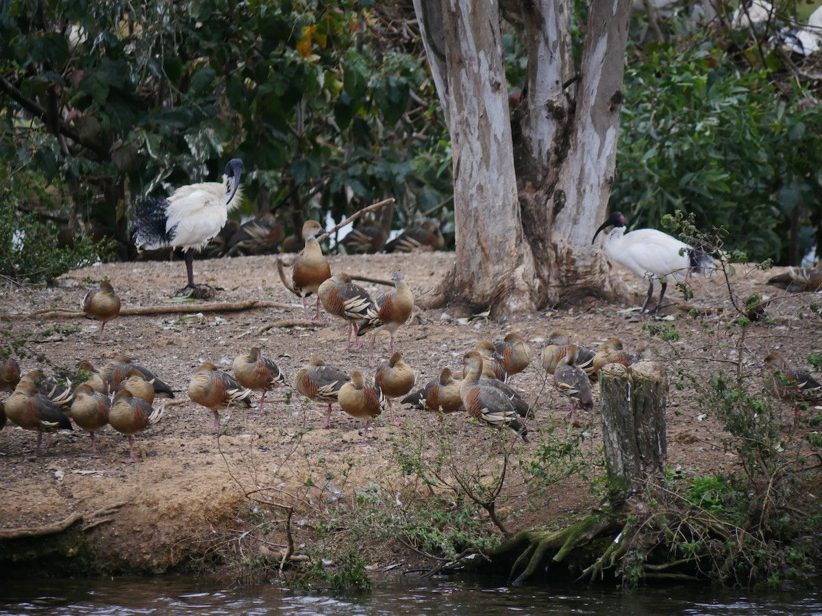 ibis australský - ML32346101