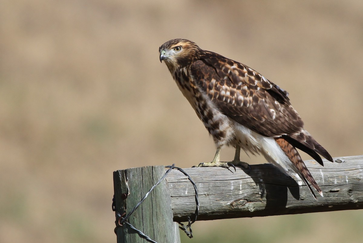 Rotschwanzbussard (calurus/alascensis) - ML32346121