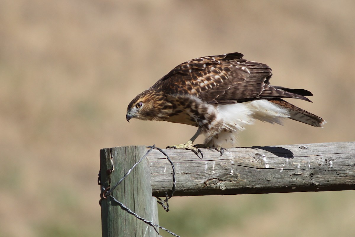 Rotschwanzbussard (calurus/alascensis) - ML32346131