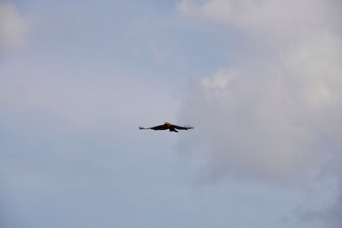 Oriental Honey-buzzard - ML323461791