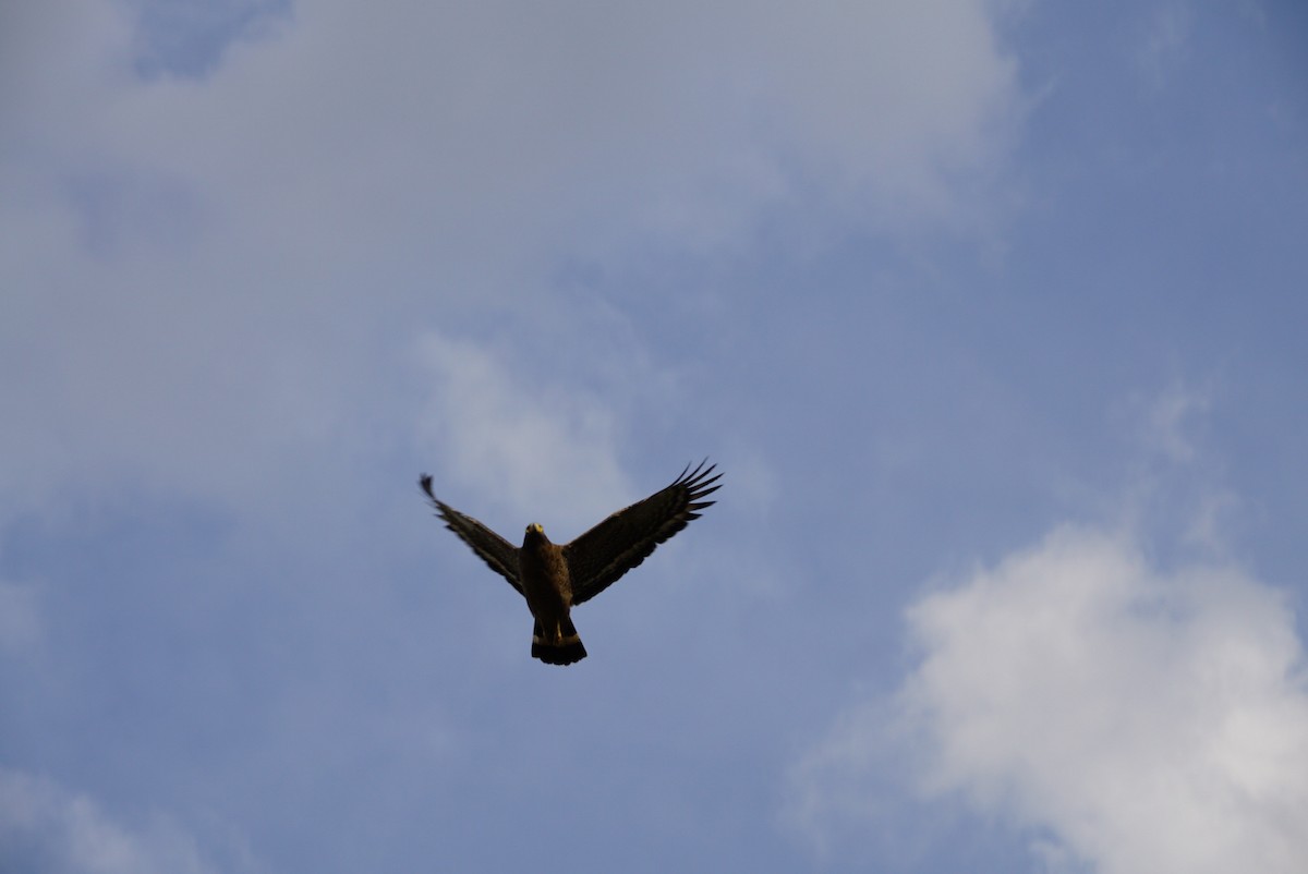 Oriental Honey-buzzard - ML323461801