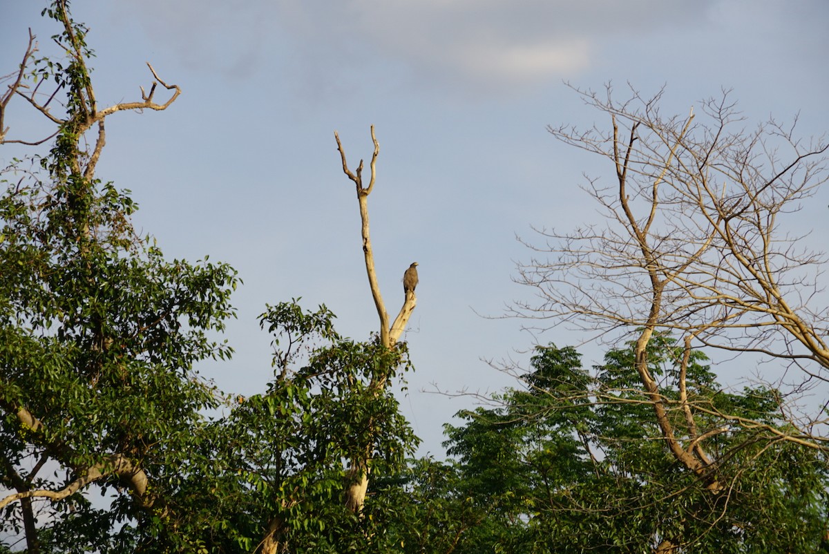 Oriental Honey-buzzard - ML323461821