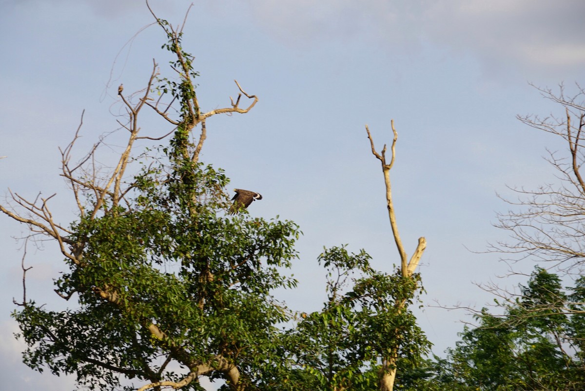 Oriental Honey-buzzard - ML323461831