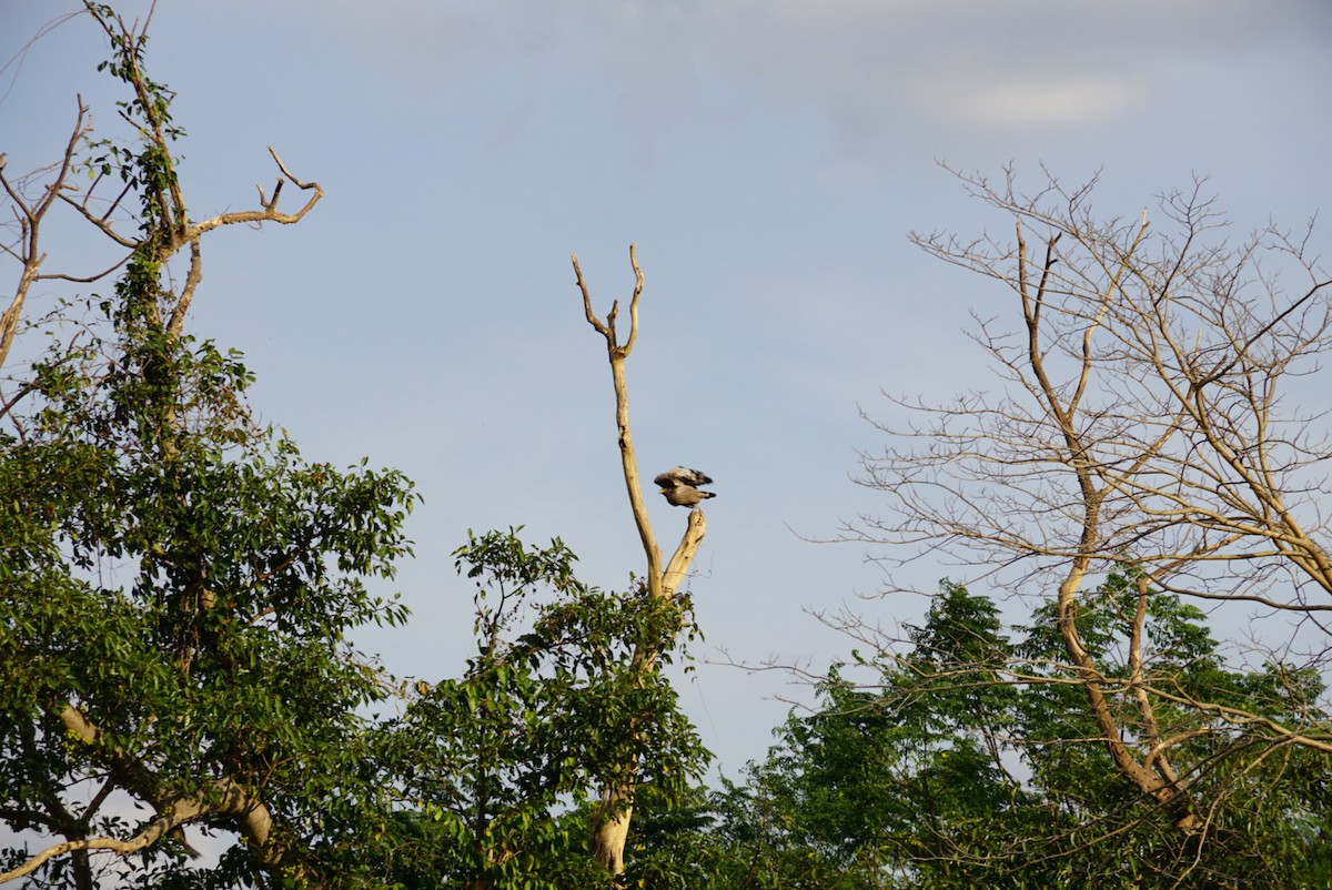 Oriental Honey-buzzard - ML323461841