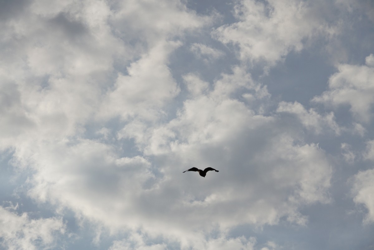 Oriental Honey-buzzard - ML323461851