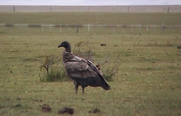 Andean Condor - ML323461891