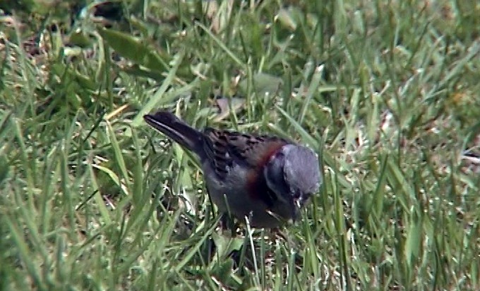 Rufous-collared Sparrow (Patagonian) - ML323462091