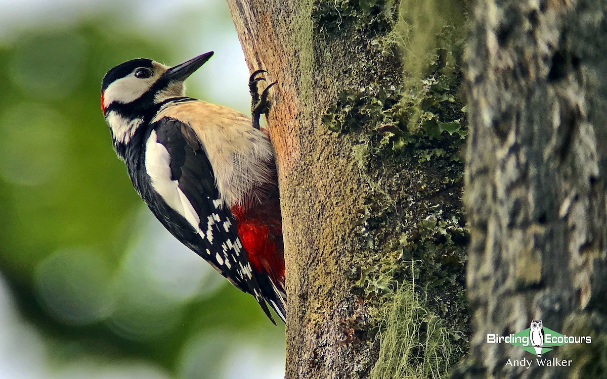Great Spotted Woodpecker - ML323463381