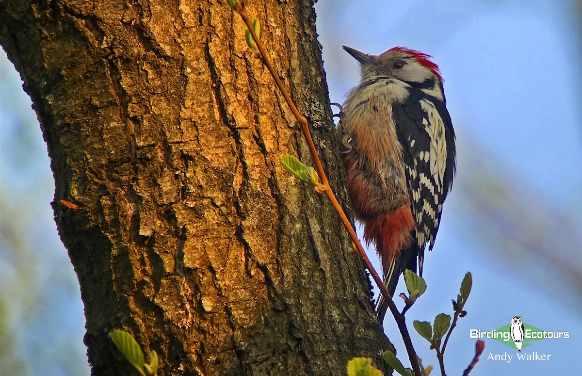 Middle Spotted Woodpecker - ML323464731