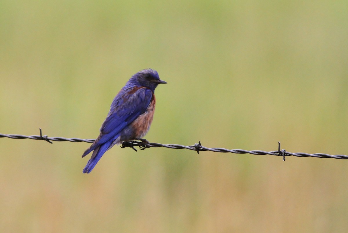 Blaukehl-Hüttensänger - ML32346481