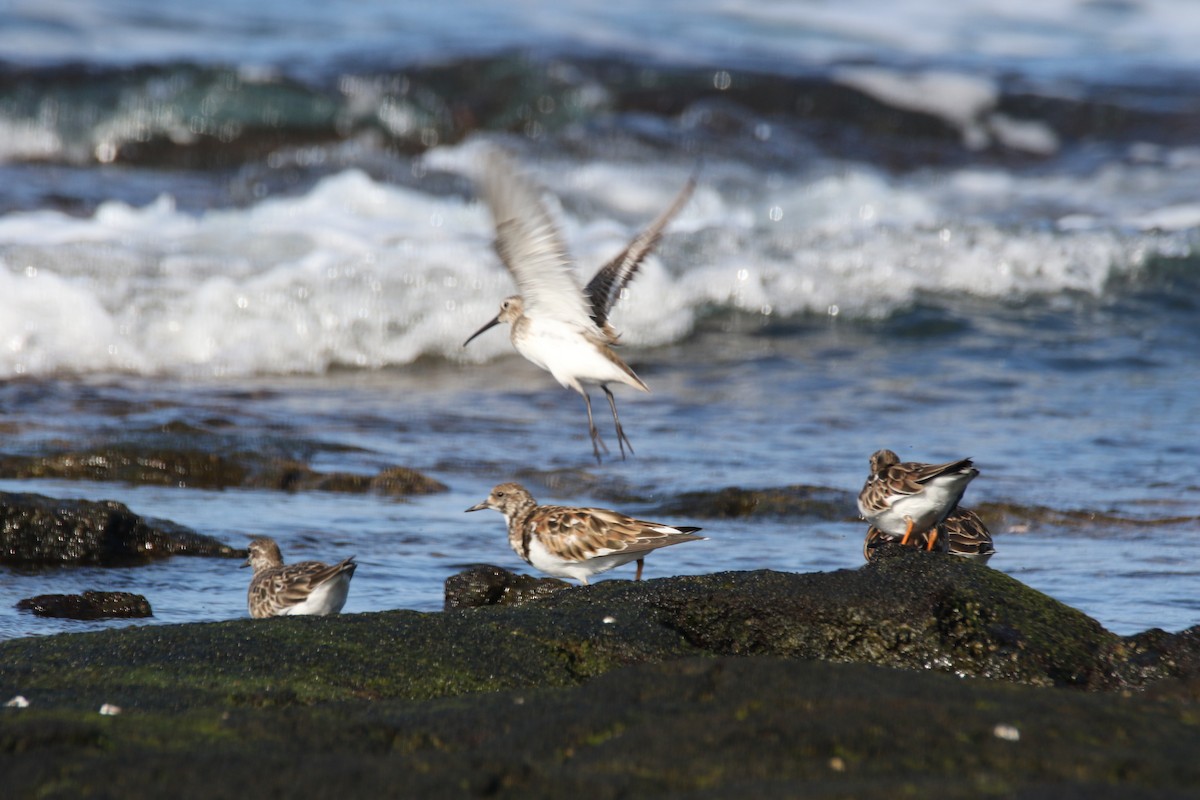 Dunlin - ML323465831