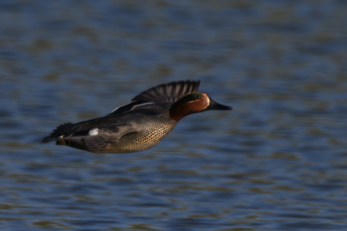 Green-winged Teal - ML323466981