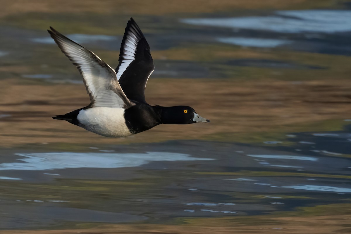 Tufted Duck - ML323466991