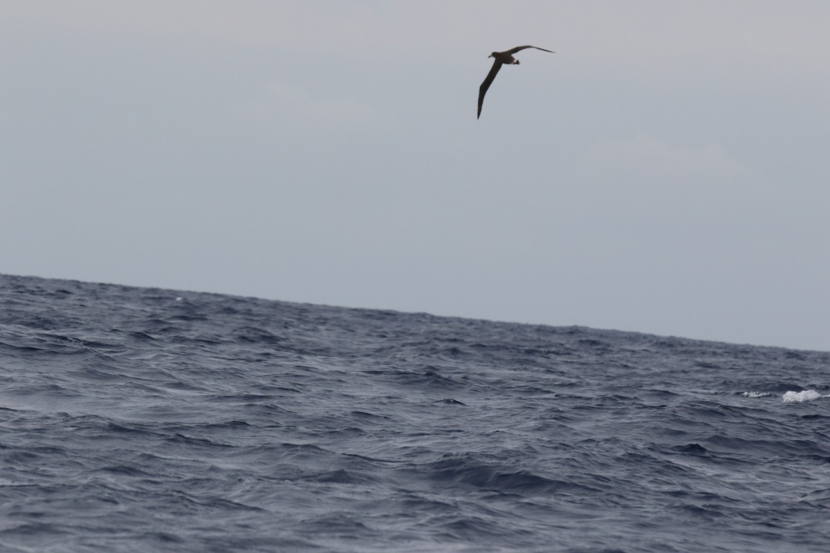 Black-footed Albatross - ML323468961