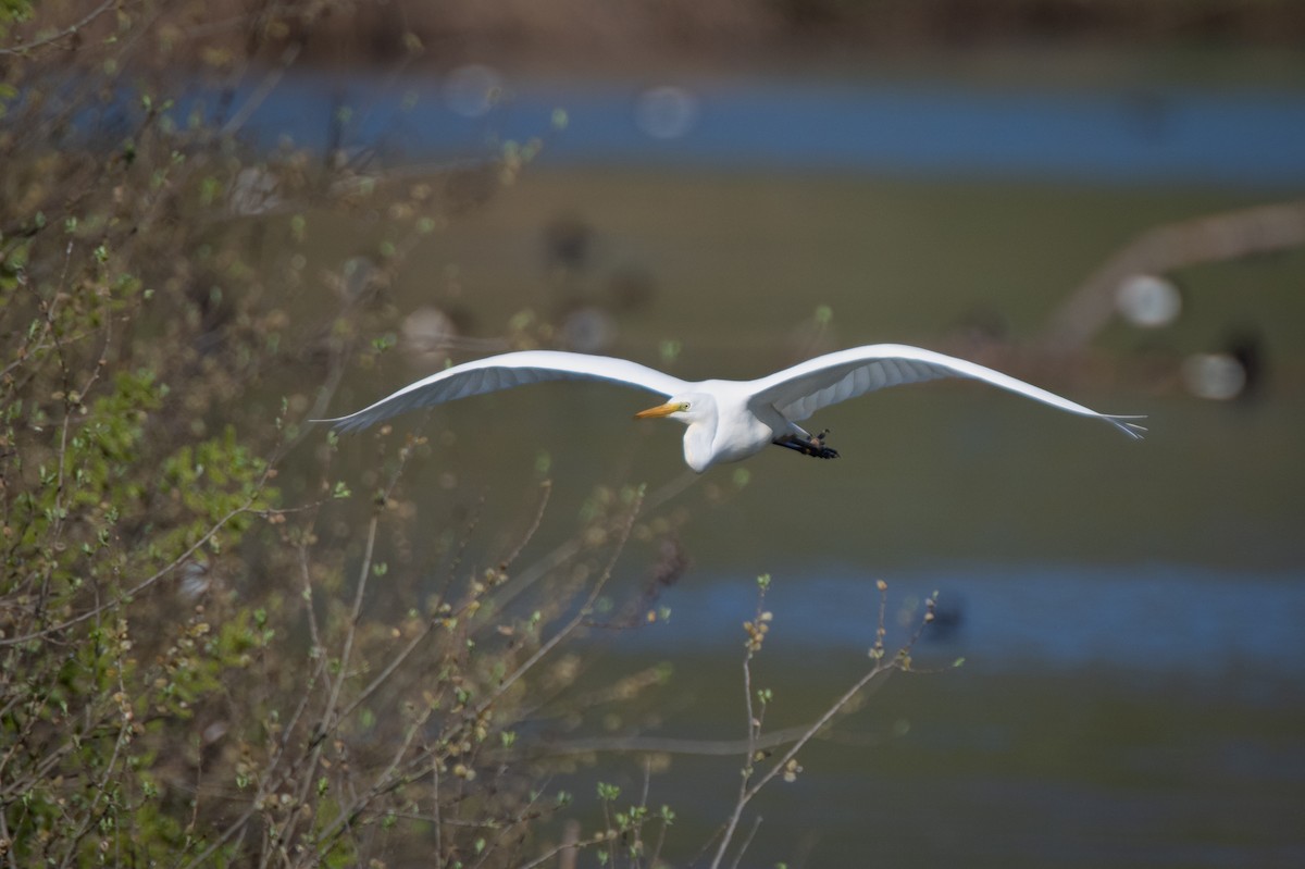 Great Egret - jose jorge