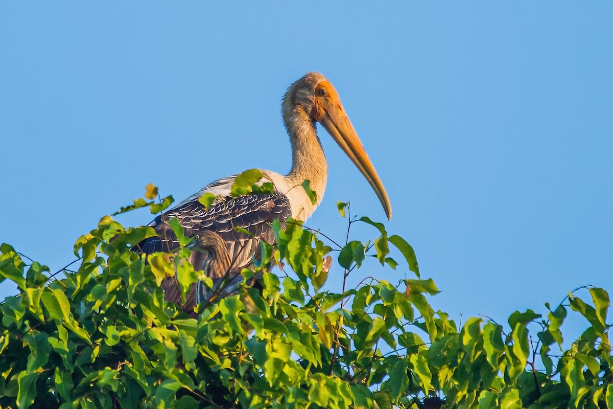 Painted Stork - ML323471001