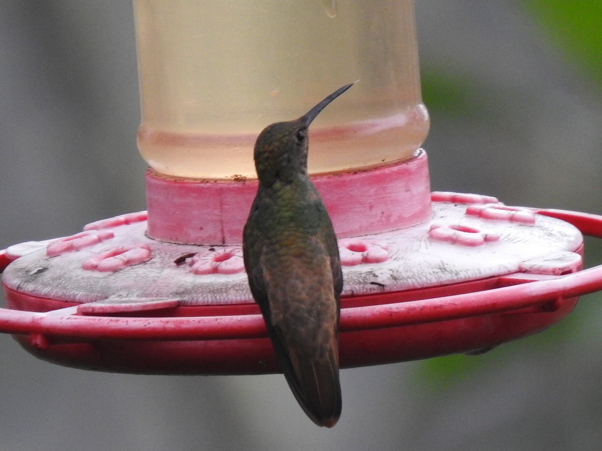 Chestnut-bellied Hummingbird - ML323471021