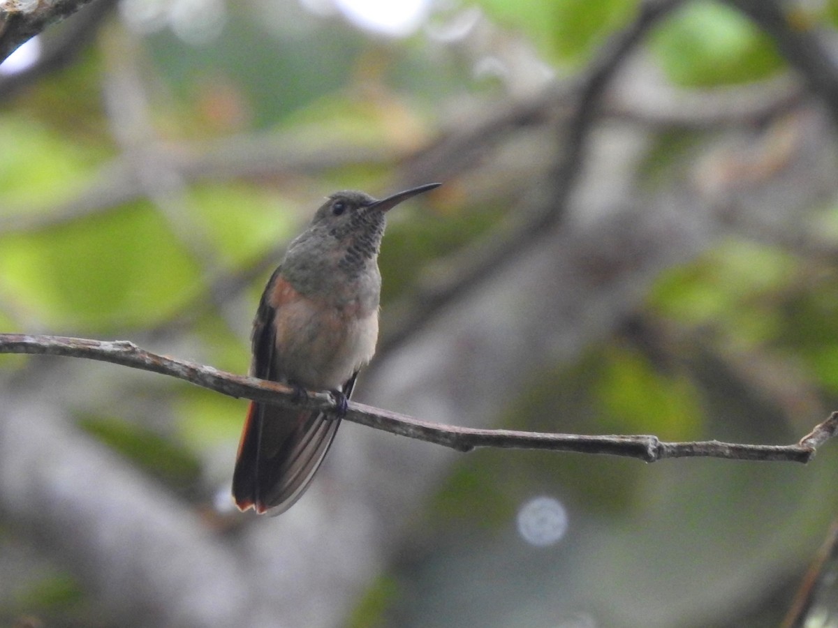 Chestnut-bellied Hummingbird - ML323471031