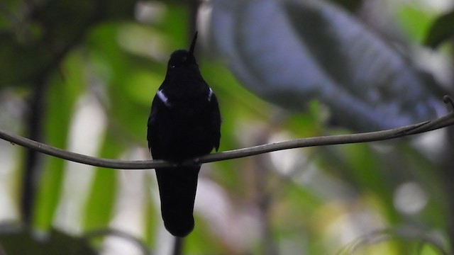 Blauschulterkolibri - ML323471451