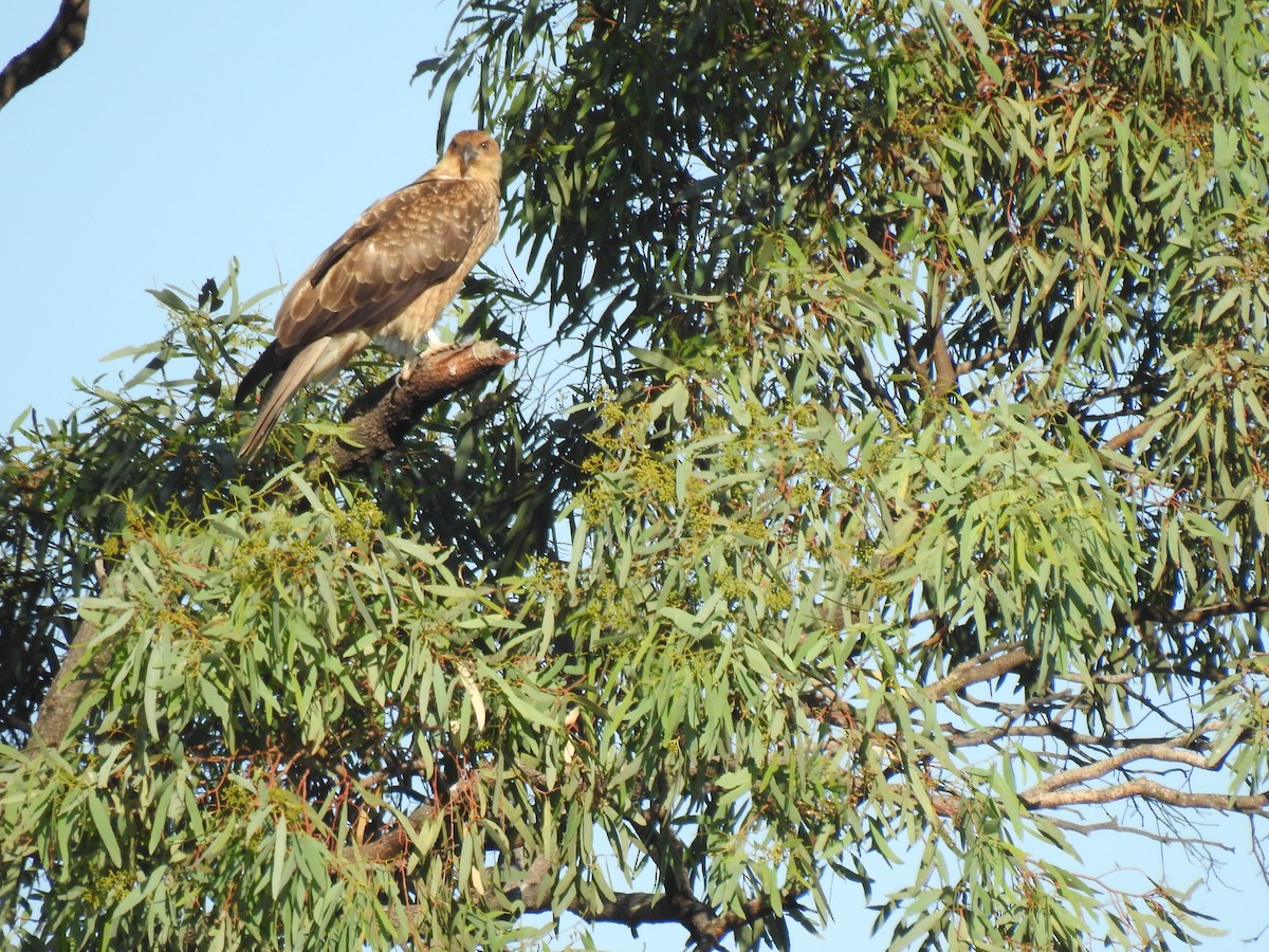 Whistling Kite - ML323472831