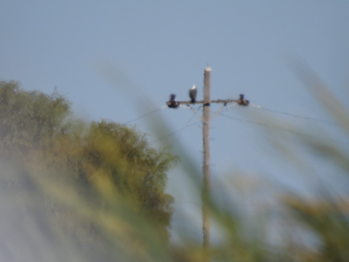 White-bellied Sea-Eagle - ML323472871