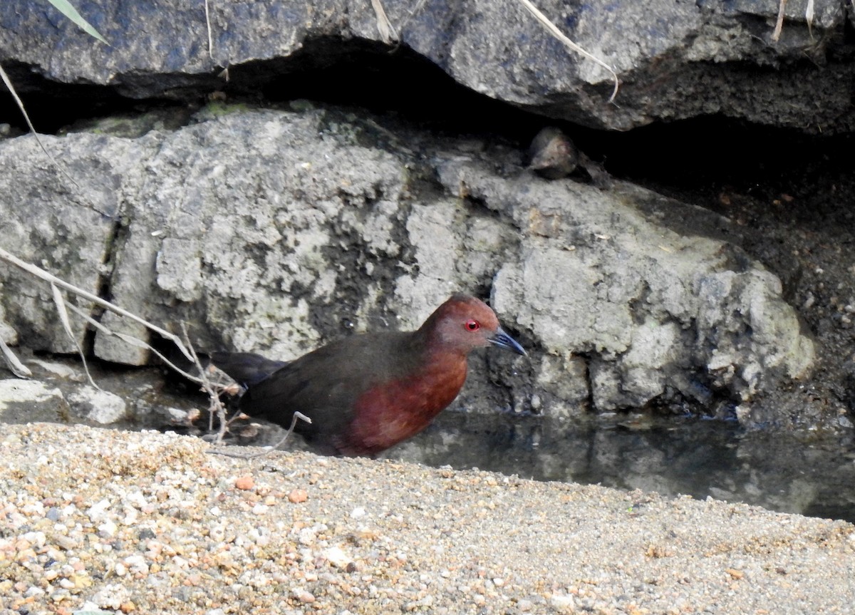 Ruddy-breasted Crake - ML323473581