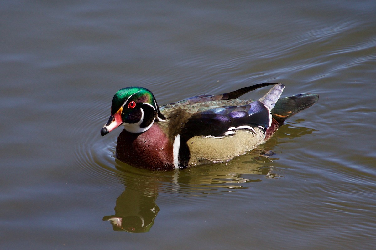 Wood Duck - Loyan Beausoleil