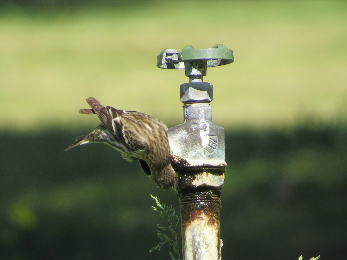 Pine Siskin - Doug Willick