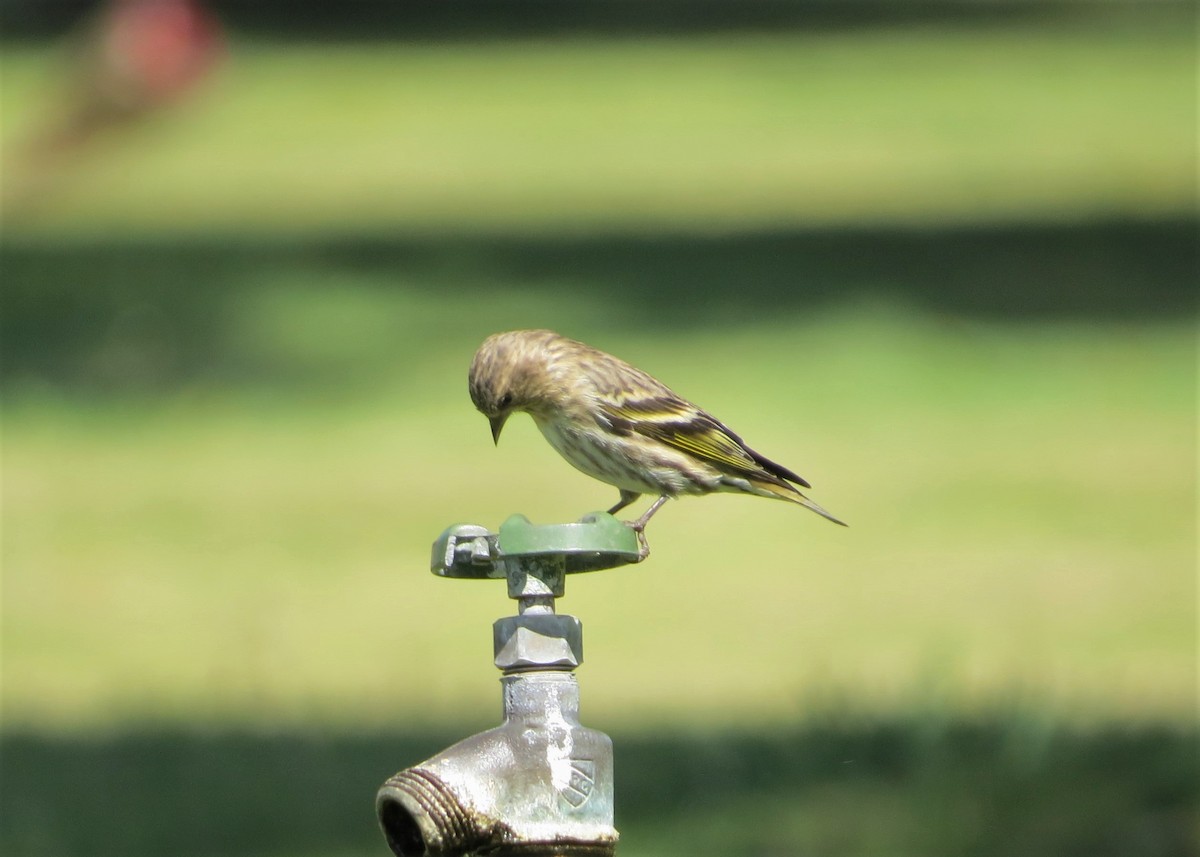 Pine Siskin - Doug Willick