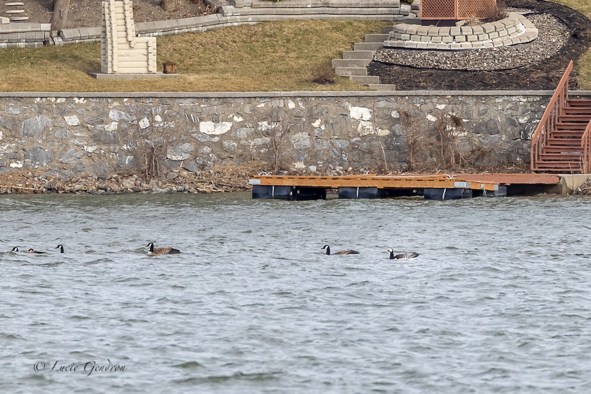 Barnacle Goose - Lucie Gendron