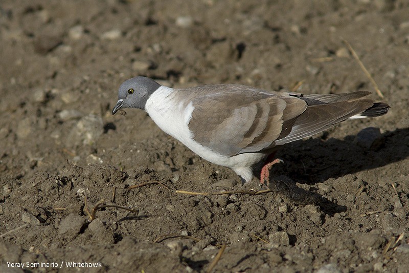 Snow Pigeon - ML32347771