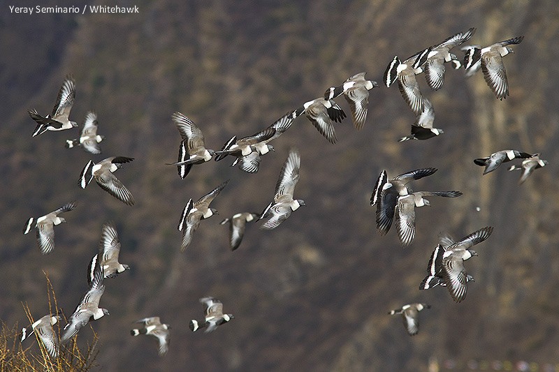 Pigeon des neiges - ML32347801