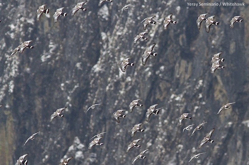 Pigeon des neiges - ML32347821