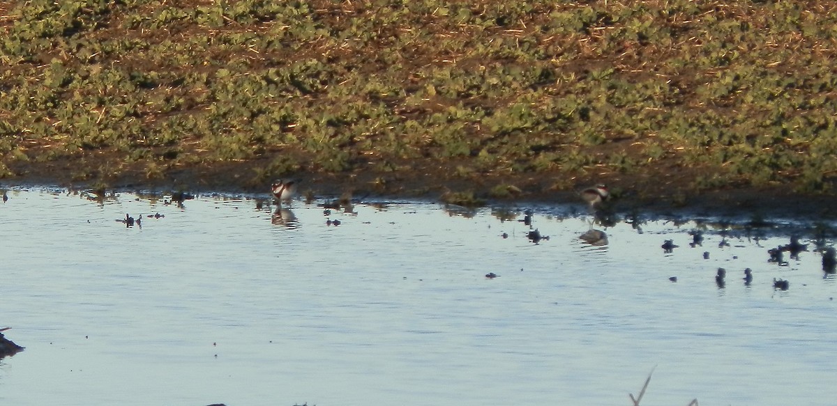 Black-fronted Dotterel - ML32347891