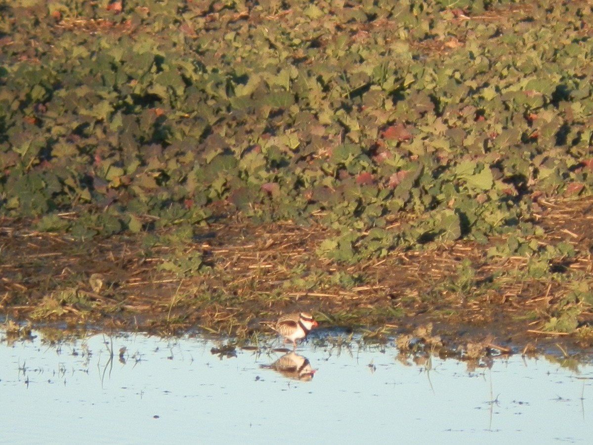 Black-fronted Dotterel - ML32347901