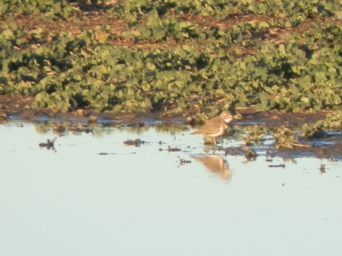 Double-banded Plover - ML32347951