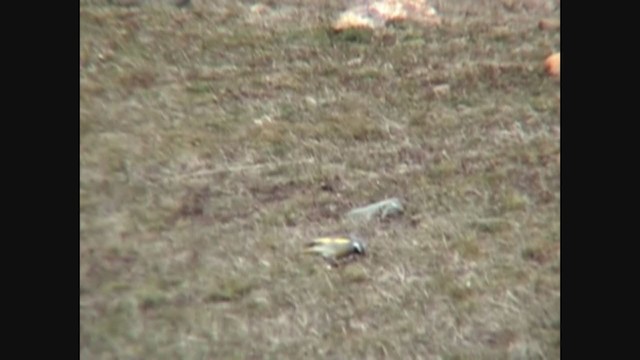 White-bridled Finch - ML323479561