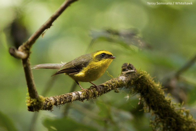 Yellow-bellied Fairy-Fantail - ML32348051