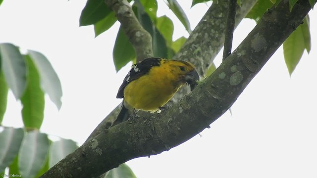 Golden Grosbeak - ML323480881