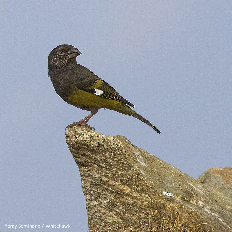 White-winged Grosbeak - ML32348241