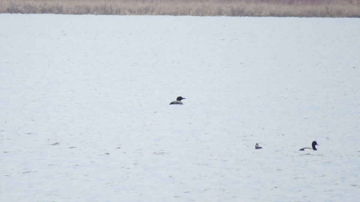 Common Loon - ML323482501