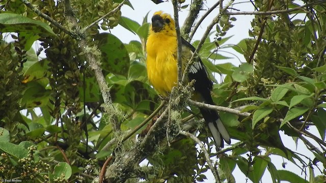 Cardinal à tête jaune - ML323483951