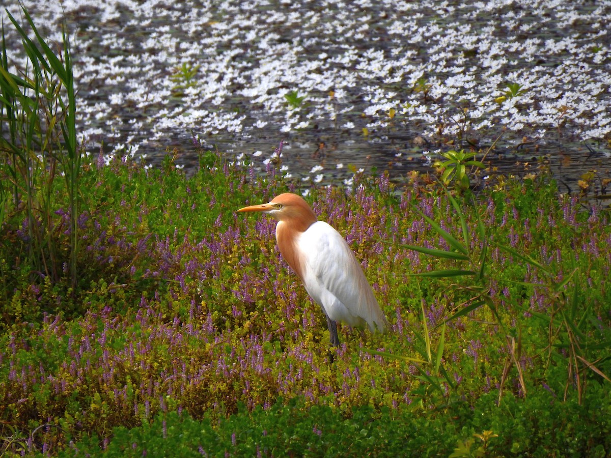 Eastern Cattle Egret - ML323484531