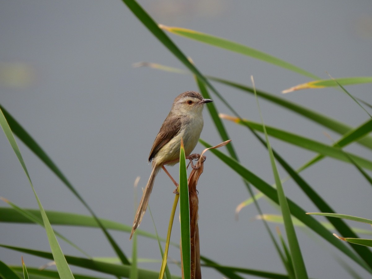 Plain Prinia - ML323484551