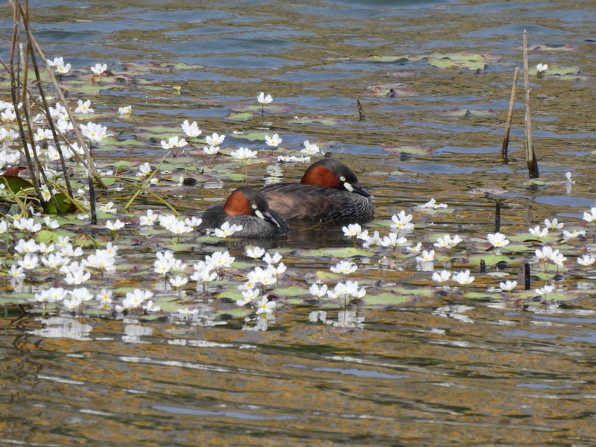 カイツブリ - ML323484561