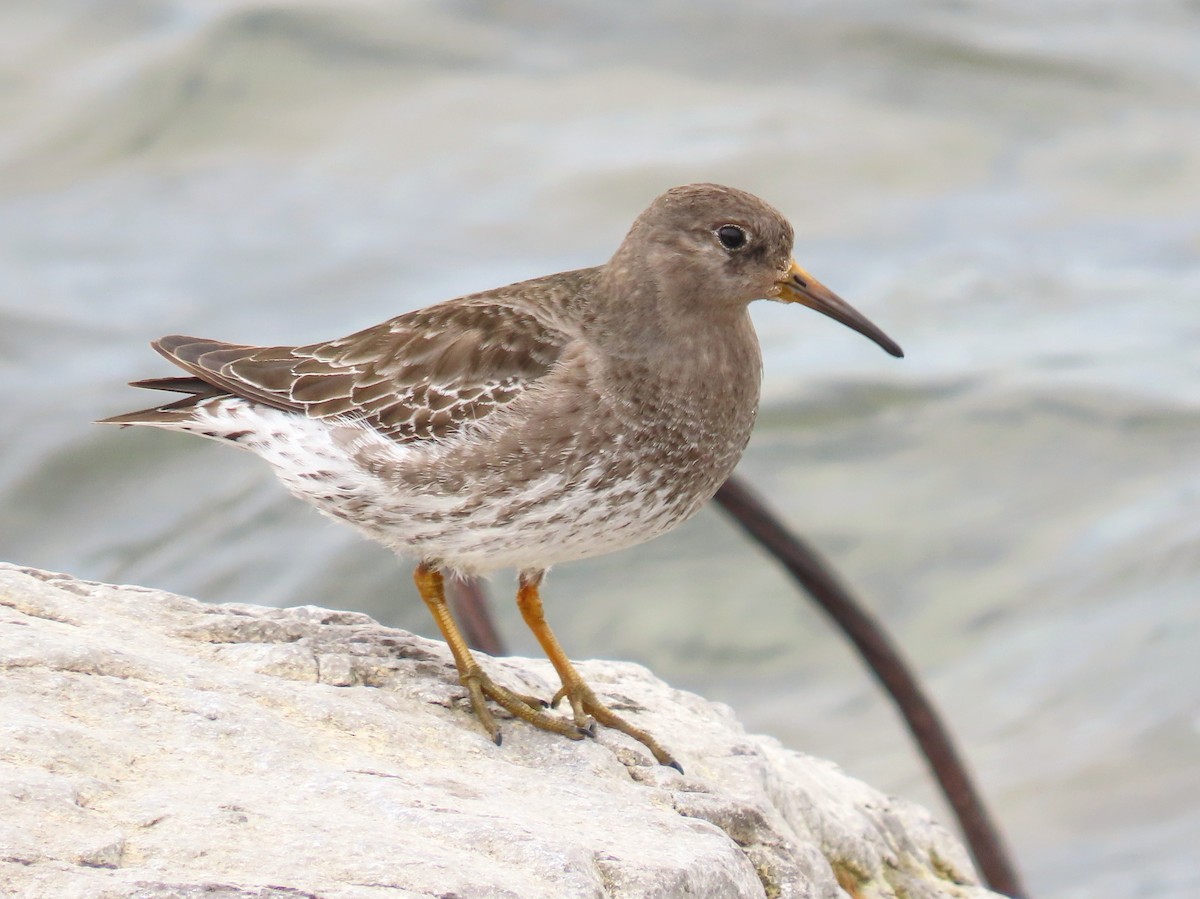 Purple Sandpiper - Matt Kauffman