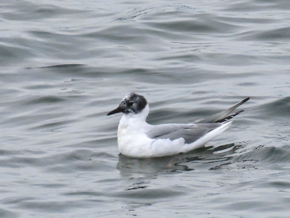 Bonaparte's Gull - ML323486111