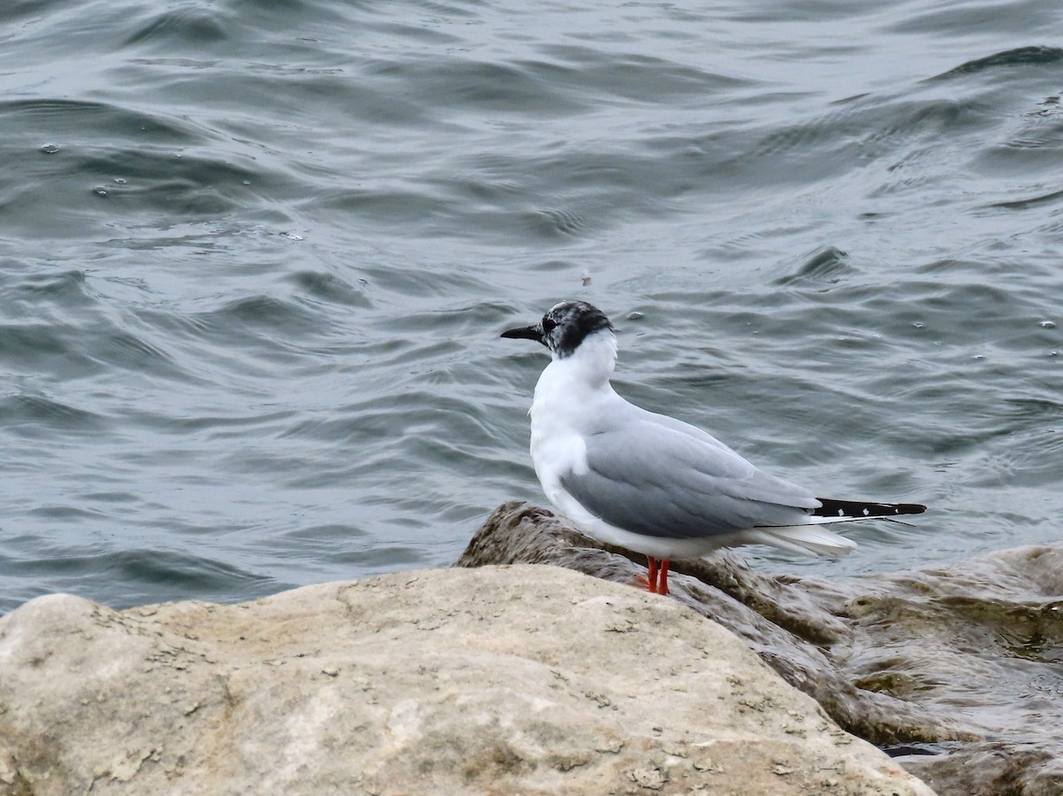 Bonaparte's Gull - ML323486121
