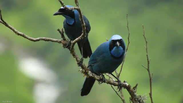 Turquoise Jay - ML323486551