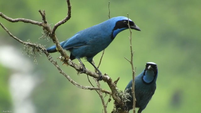 Turquoise Jay - ML323486651